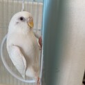 セキセイインコ【1歳半・アルビノ・メス・わんぱく】