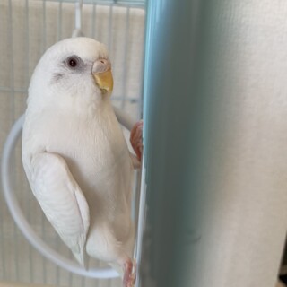 セキセイインコ【1歳半・アルビノ・メス・わんぱく】