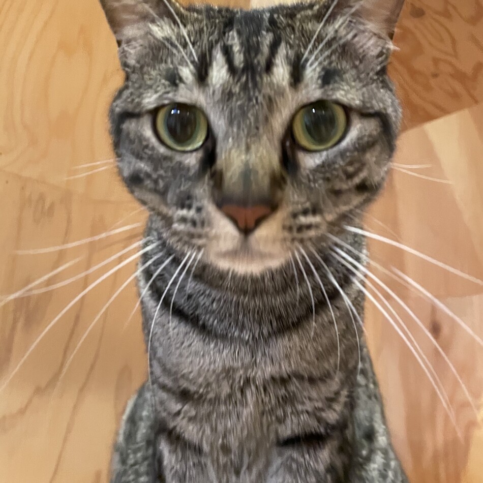 ラトルのカバー写真