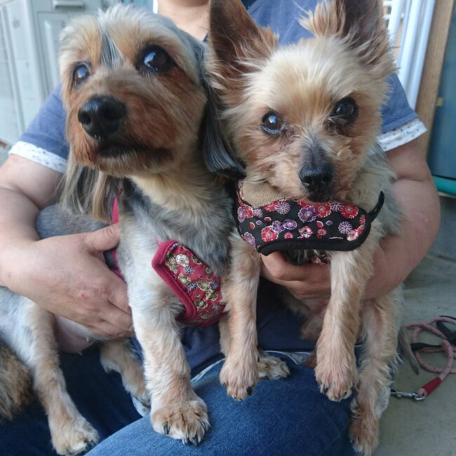 ラフ七宝のカバー写真