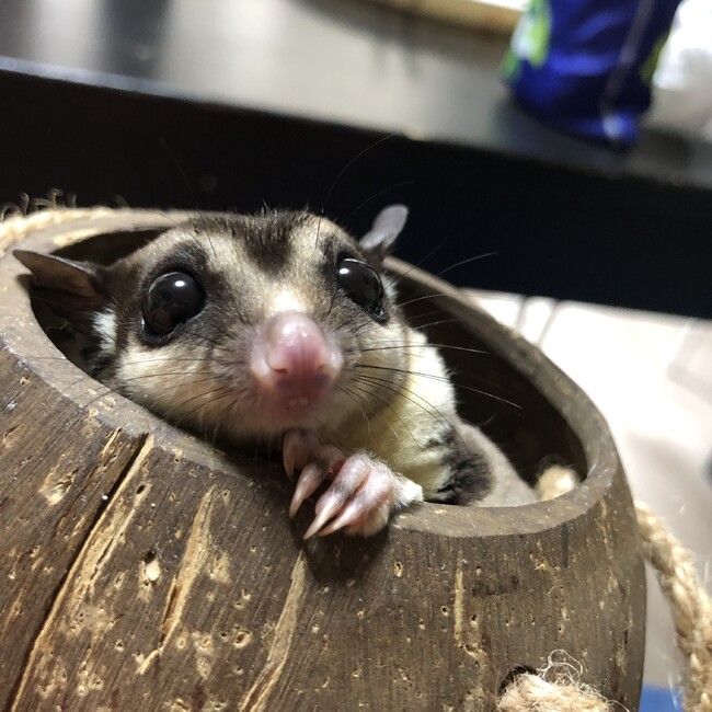 フクモモリのカバー写真