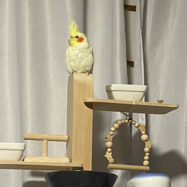 お気に入りスポット。ここへ行ってしまうとなかなか呼んでも来てくれません（笑）ここ数日の体重は84g