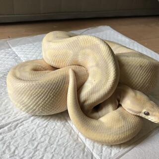 募集停止　ボールパイソンとレオパ