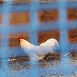 ニワトリ　雄1羽　里親探しています