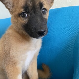 小さいルカの温かい家庭を探しています