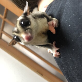 フクロモモンガノーマルオス