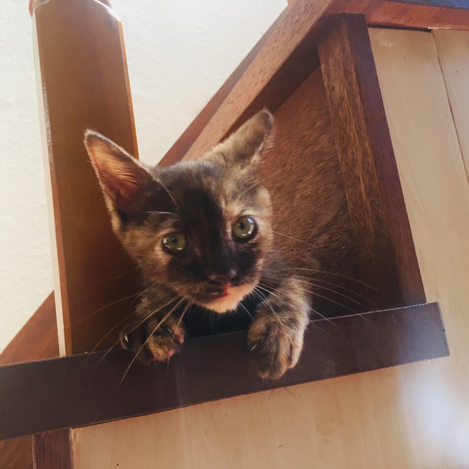 白ちゃん、黒ちゃんのカバー写真