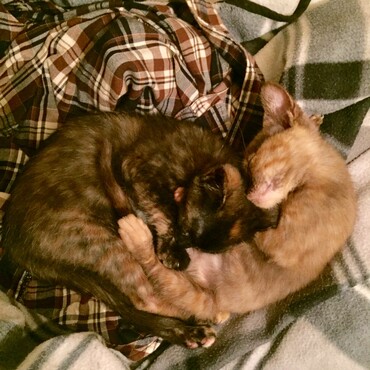 里親募集中仲良し子猫2匹