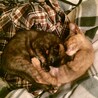里親募集中仲良し子猫2匹