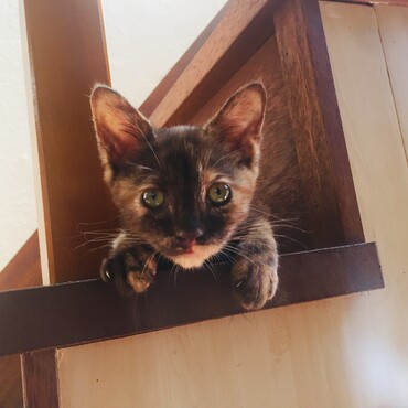 子猫白ちゃん食べるの大好き美人さん