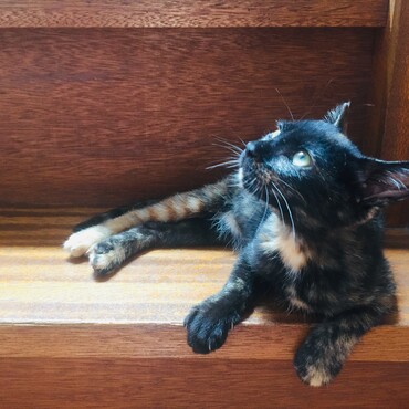 何でも興味津々子猫黒サビちゃん