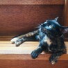 何でも興味津々子猫黒サビちゃん