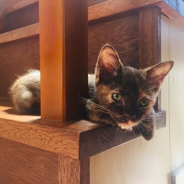 子猫白ちゃん膝上大好き