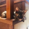 子猫白ちゃん膝上大好き