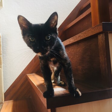 子猫黒サビちゃん元気娘