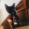 子猫黒サビちゃん元気娘