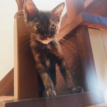子猫白ちゃんまだまだ甘えん坊
