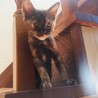 子猫白ちゃんまだまだ甘えん坊