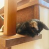 子猫黒サビちゃん面倒見の良いお姉ちゃん