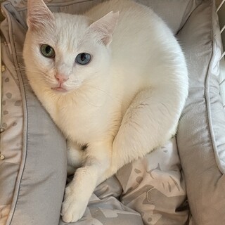 目がオッドアイが特徴のさくらです！