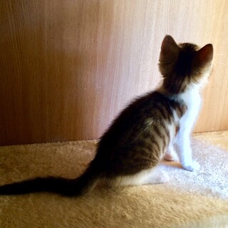 小さい怪獣 2か月女子