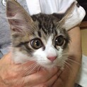 【9/26⭐️堺東にて里親会】参加猫まるおくん