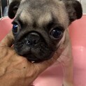 パグ３ヶ月男の子　パグ蔵君