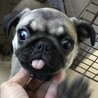パグ３ヶ月男の子　パグ蔵君 サムネイル2