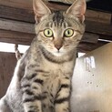 茶キジトラの若ママねこちゃん