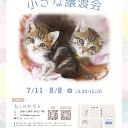 保護ねこ 小さな譲渡会 【ねこのわ-なら】