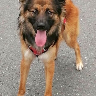 元気一杯、人が大好きなスレンダーボーイそーす