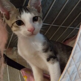 遊ぶの大好き！はどうくん！