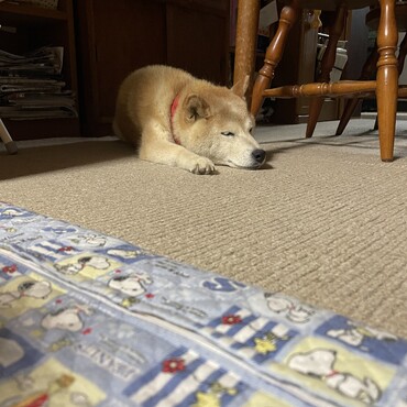 の写真