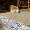 の写真