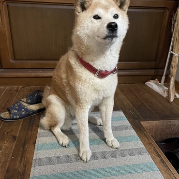 の写真