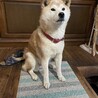 の写真