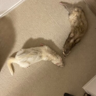 イタチが落ちちょった。笑