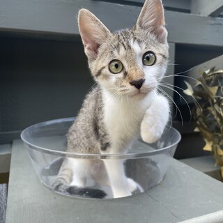 【ケア済み】美猫！キジ白の子猫