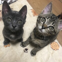 子猫兄弟2匹一緒に迎えて下さい