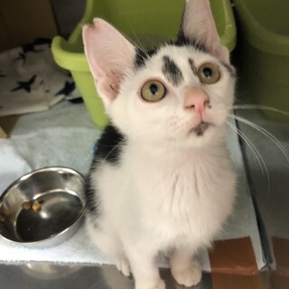 きらきらお目々の個性派イケにゃんです⭐︎