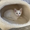 オッドアイのイケメンレオくん