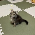 中毛猫のモコくん