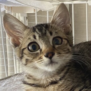 あどけなさが可愛い仔猫❤️さつきちゃん❣️