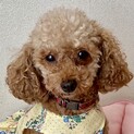 立川（たちかわ）おっとり慎重派の甘えん坊♡