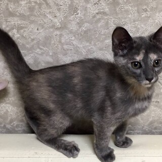 グレーサビのムース♀3ヶ月