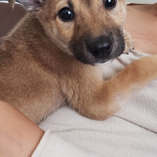 雑種犬 推定2ヶ月の女の 兵庫県 犬の里親募集 ペットのおうち 月間利用者150万人