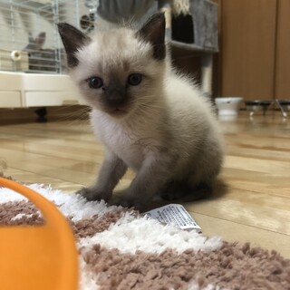 ありがとうございました★シャムふうの　おちびちゃん