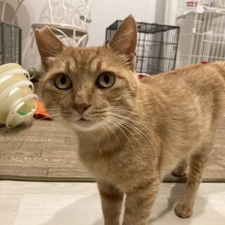 やっと保護猫切符を掴んだチャーくん☆