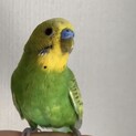 決定致しましたとてもおしゃべりなインコです！