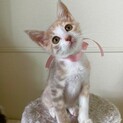 お見合いが決まったため募集は一時停止します